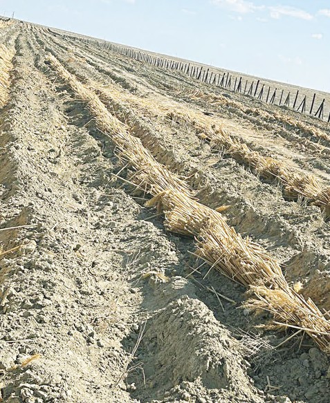 Qum kóshkinine qarsy qareket