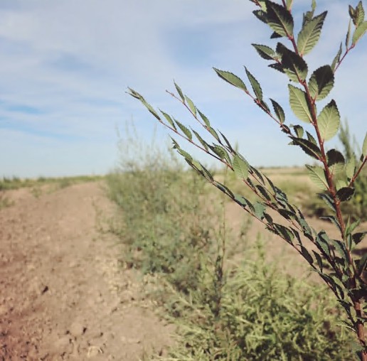 Temirdiń boıy en toǵaı