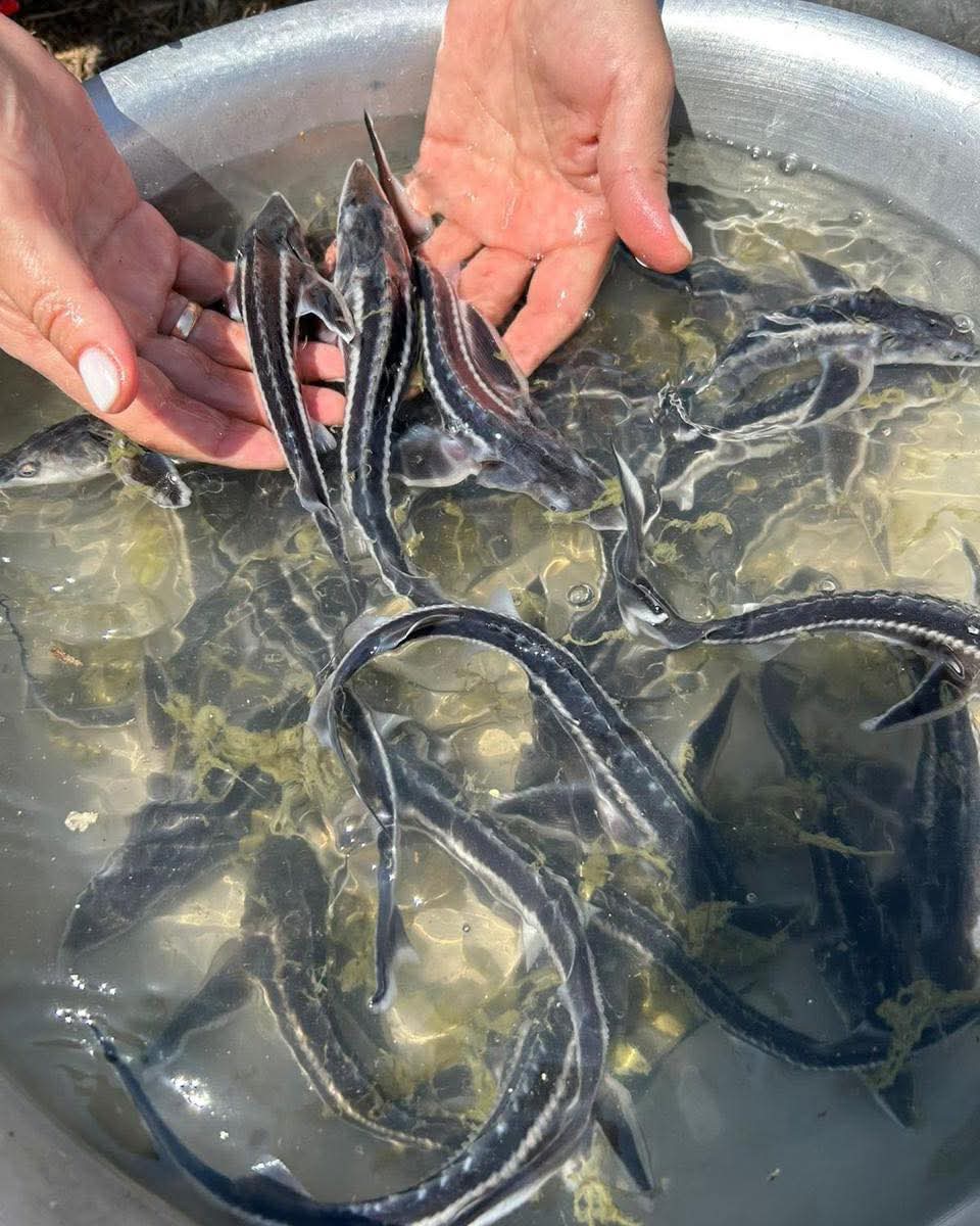 Jaıyq ózenine 2,1 mln bekire tuqymdas balyqtardyń shabaǵy jiberildi