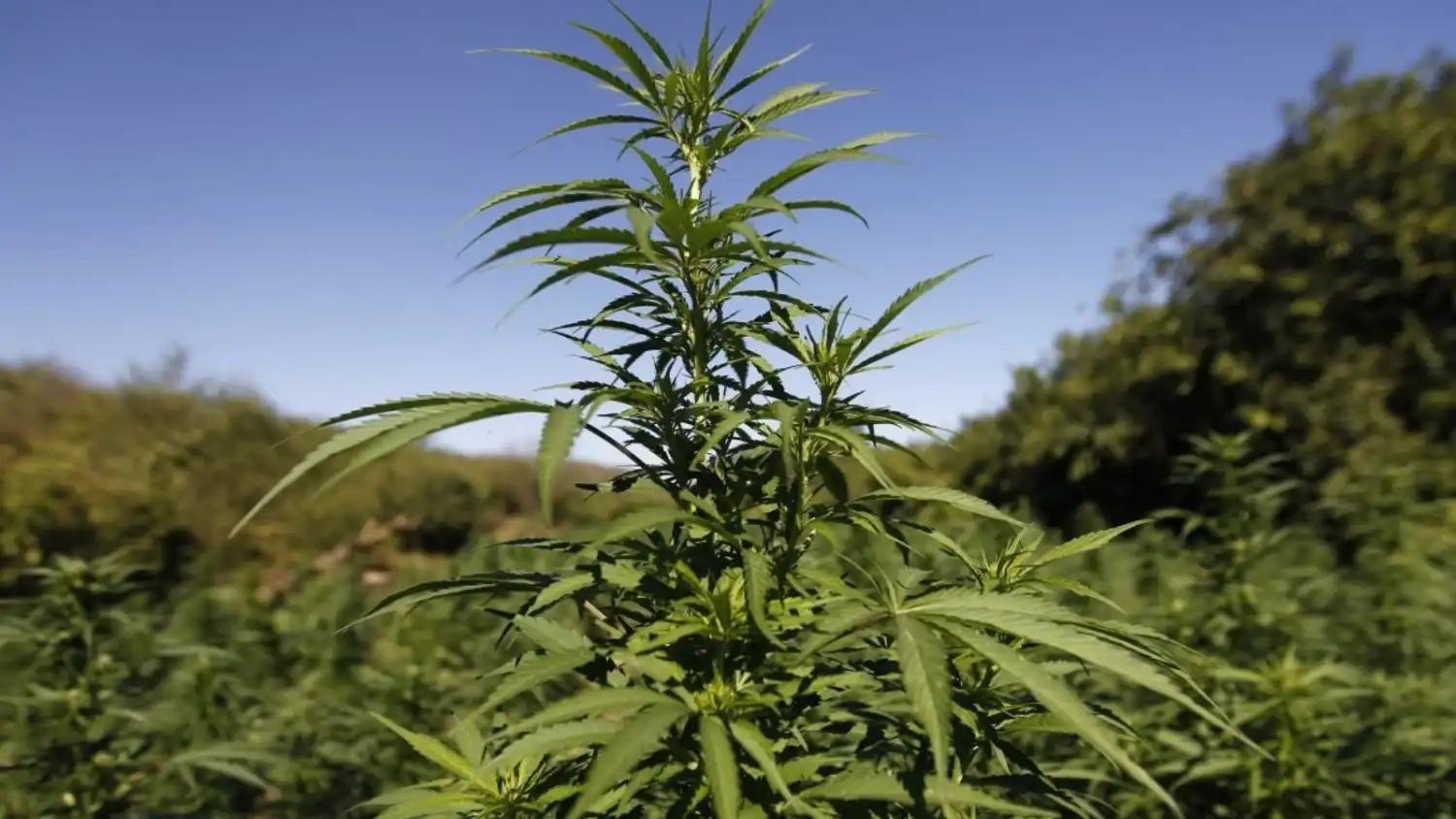 Atyraý turǵyny qarasora ósirip, tońazytqyshta saqtaǵan