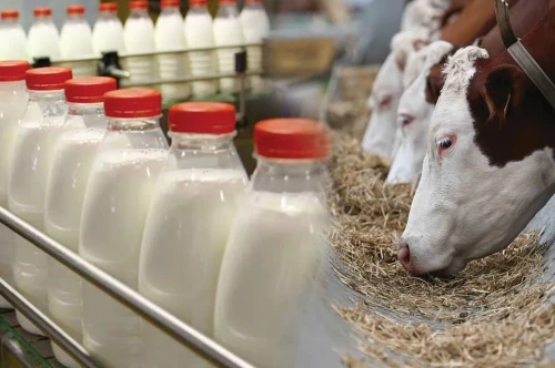 Sút sharýashylyǵynda buryn-sońdy bolmaǵan ósim tirkeldi