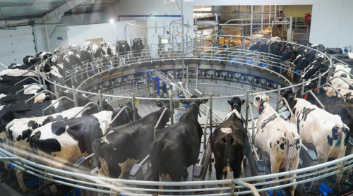 Mınıstr jeldetkishi, jyly edeni bar mal kútý júıesin tanystyrdy