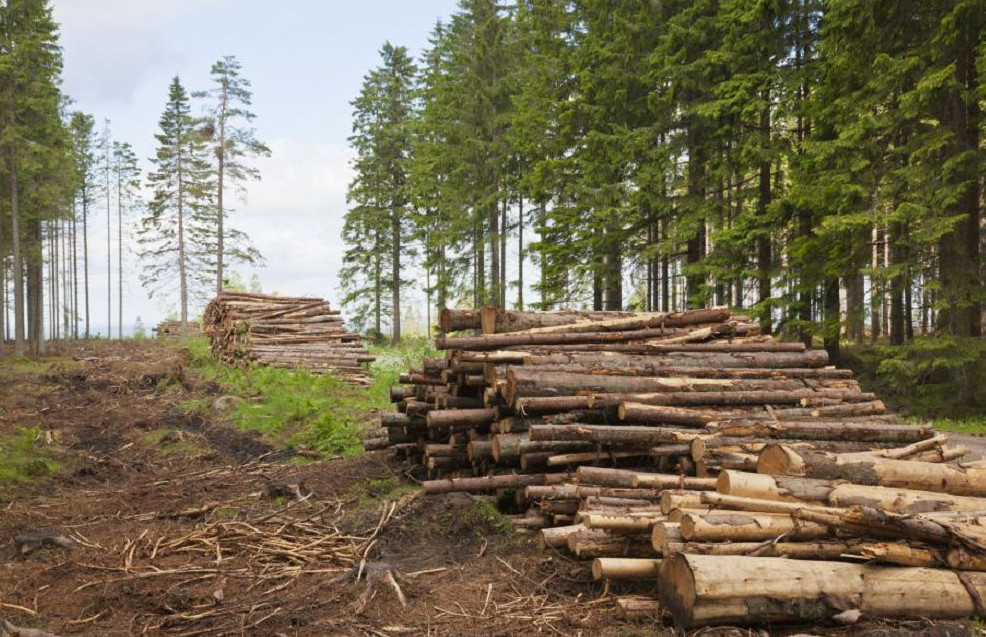 Qazaqstandaǵy orman kesý máselesi júıeli sheshimdi talap etedi