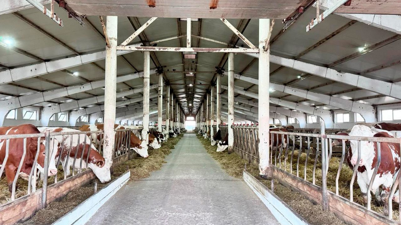 Mal sharýashylyǵyn damytýǵa jeńildikpen nesıe beriledi