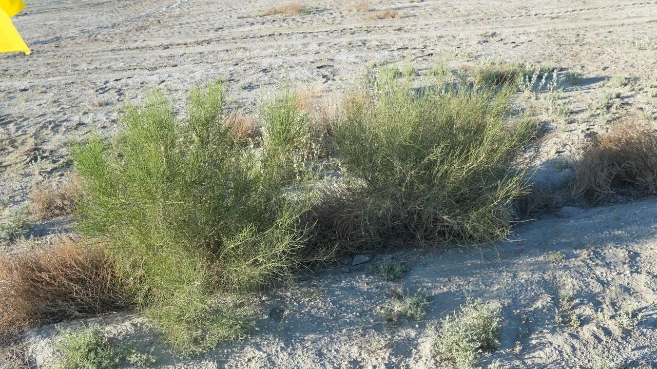 Mınıstr Aral teńiziniń qurǵaǵan tabanynda júrgizilip jatqan jumystarmen tanysty