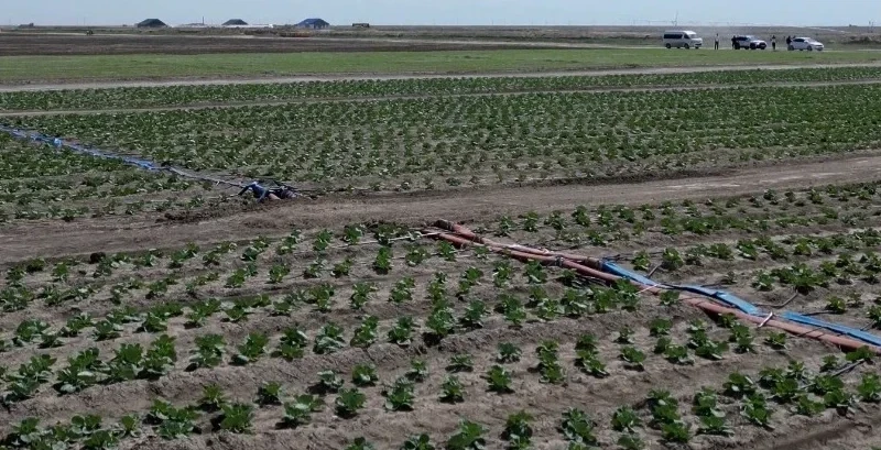 Atyraýda sheteldikter kókónis terip júr