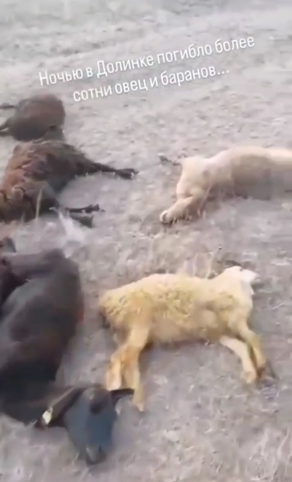 Qaraǵandy oblysynda 100-ge tarta qoı-eshki qyrylyp qaldy