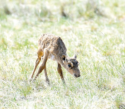 «Kıik – kıeli» degenmen...