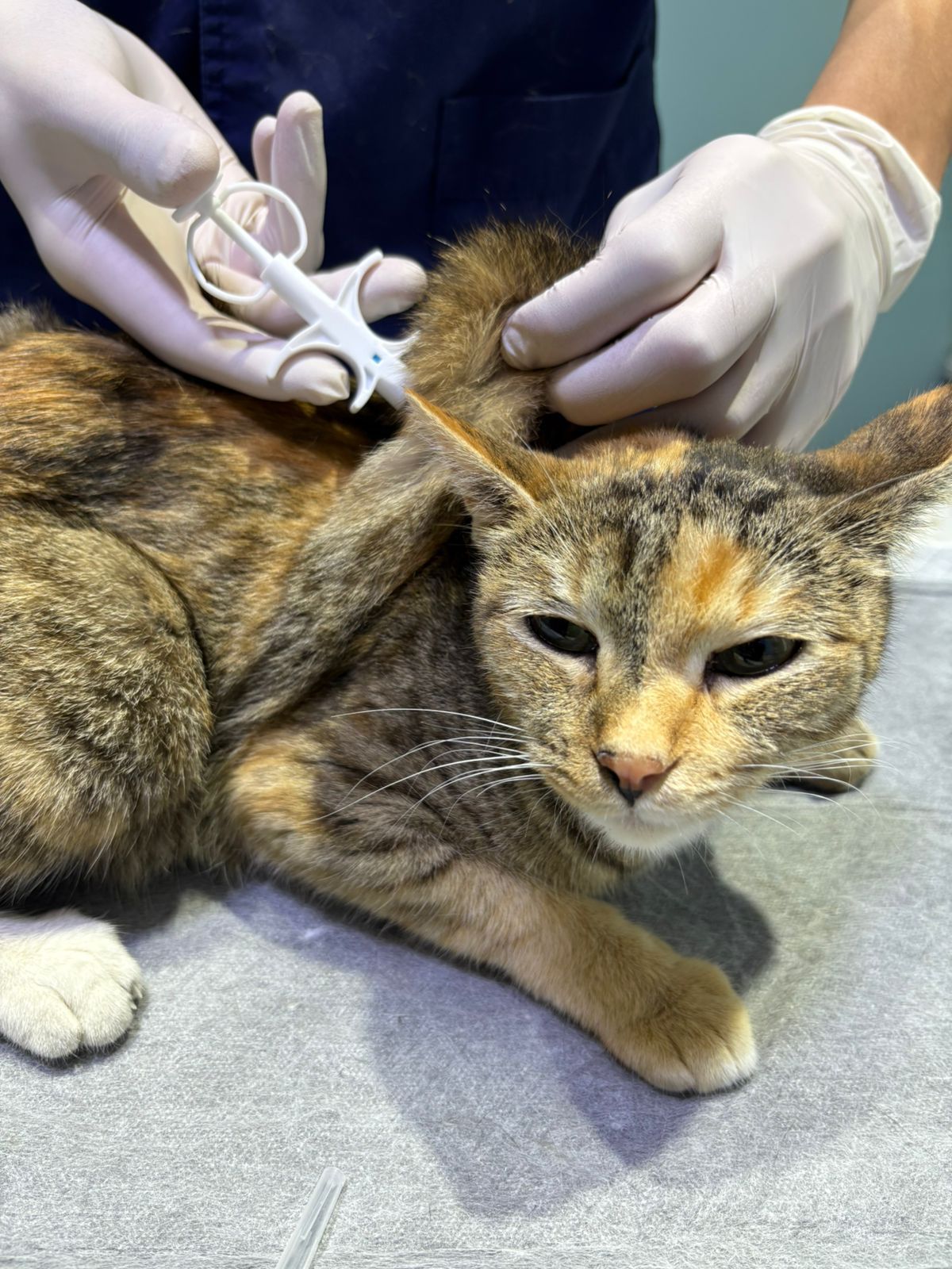 Almatyda úı haıýanattaryna tegin en salyna bastady