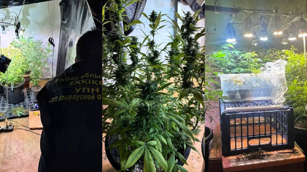 Atyraý turǵyny saraıda qarasora ósirip kelgen