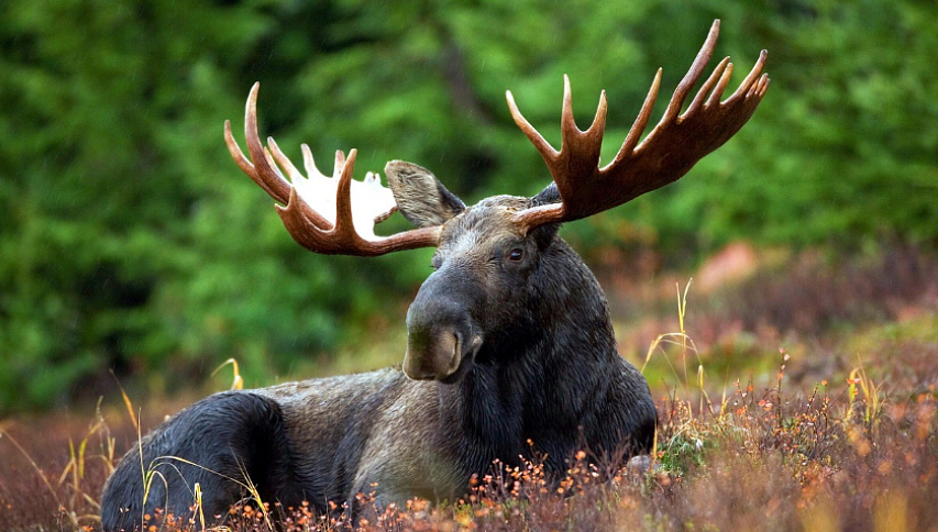 Bulan atyp buǵaýǵa tústi