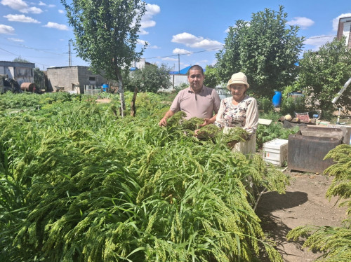 Shyǵanaq tarysynyń tuqymy tabyldy