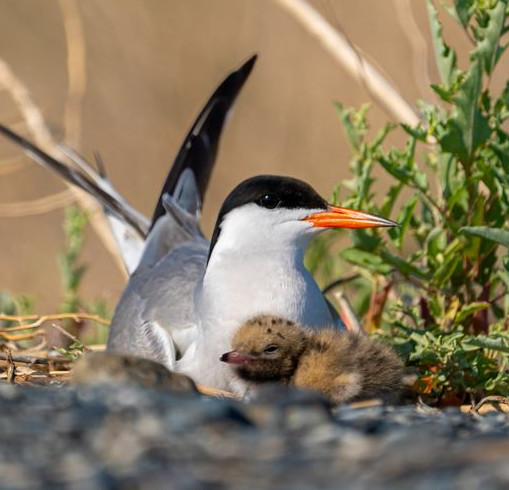 Qus álemine qyzyǵýshylyq artyp keledi