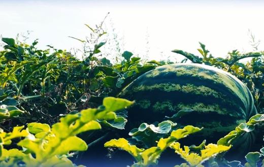 Jambyl oblysynda qarbyzdyń alǵashqy ónimi jınaldy