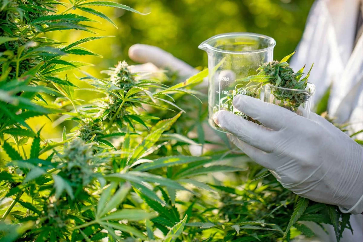 Almaty oblysynda kannabıs egilgen iri plantasııa anyqtaldy