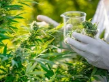 Almaty oblysynda kannabıs egilgen iri plantasııa anyqtaldy