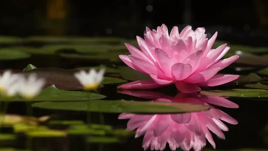 Atyraýda Lotos festıvali ótedi