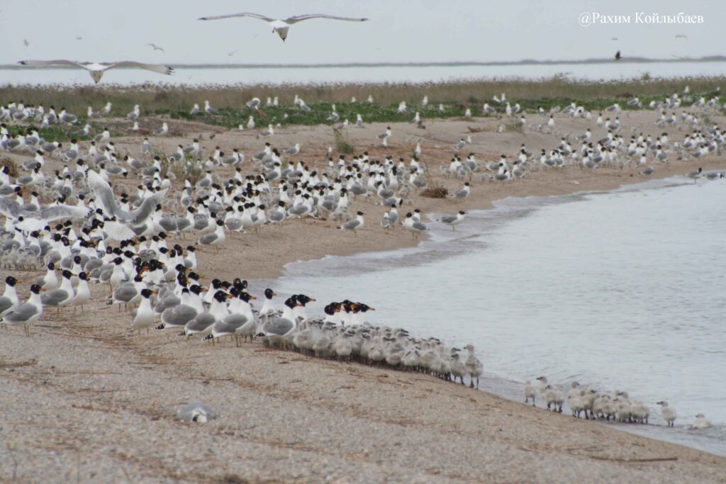 Atyraýdaǵy «Aqjaıyq» rezervatynda qustardyń óleksesi tabyldy