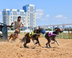 Qymyz – Uly dala qundylyǵy