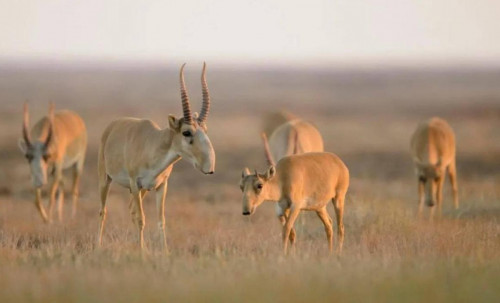Kıikterdi О́zbekstanǵa jiberý memleketaralyq sheshimdi talap etedi - Ekologııa mınıstrligi