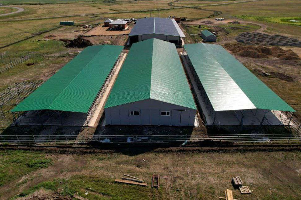 Soltústik Qazaqstanda bıe sútin óndiretin zaýyt iske qosylady