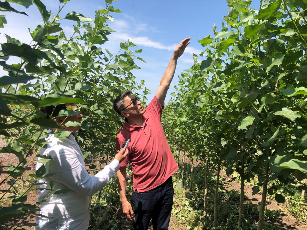 Janǵa jaıly jasyl jelek