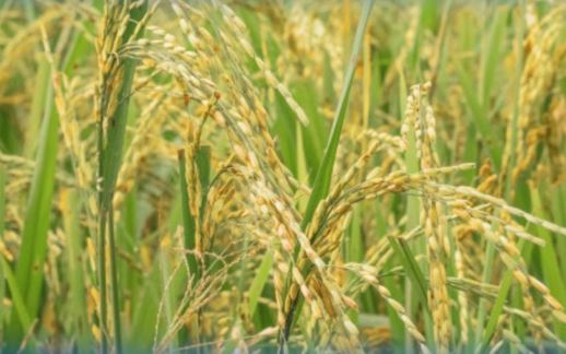 Túrkistan oblysynda dıqandar maqtanyń ornyna kúrish ekken