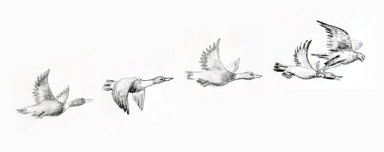 Qarshyǵa men qazdyń «túıe tirkeýi»