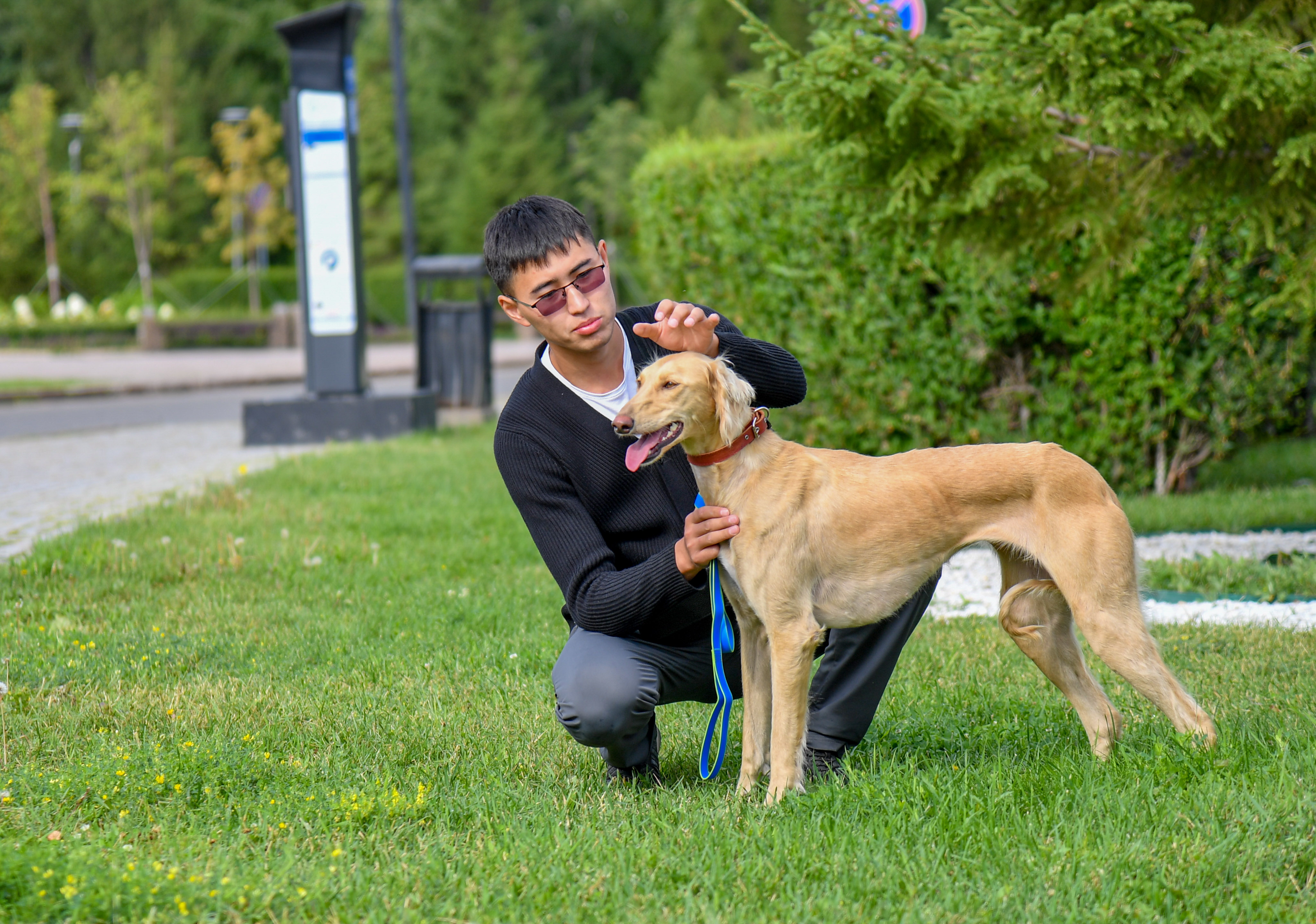 «Saryǵyz» tazy kórmege barady