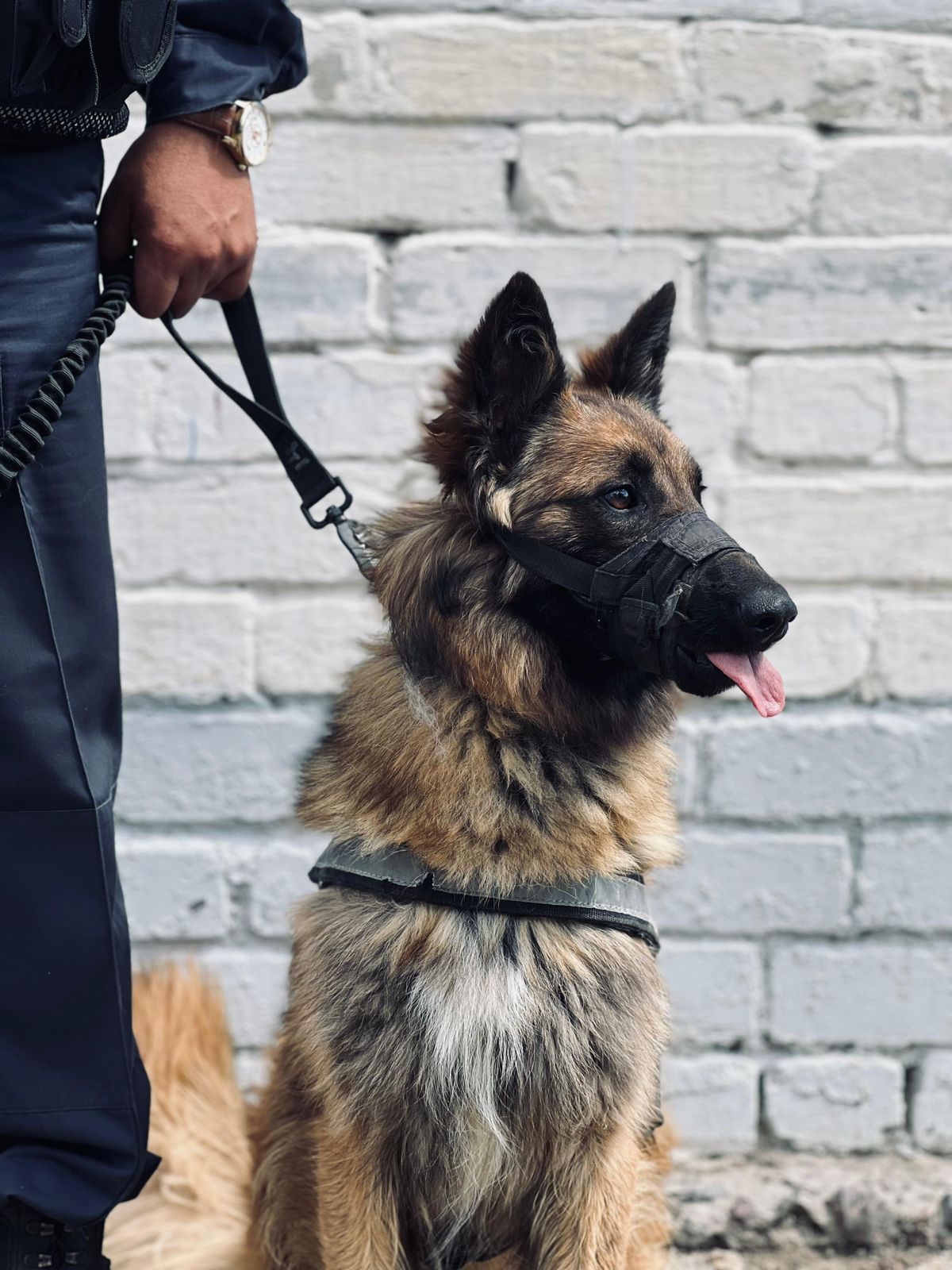 Ulttyq ulannyń qyzmettik ıti joǵalǵan eki qyzdy izdep tapty