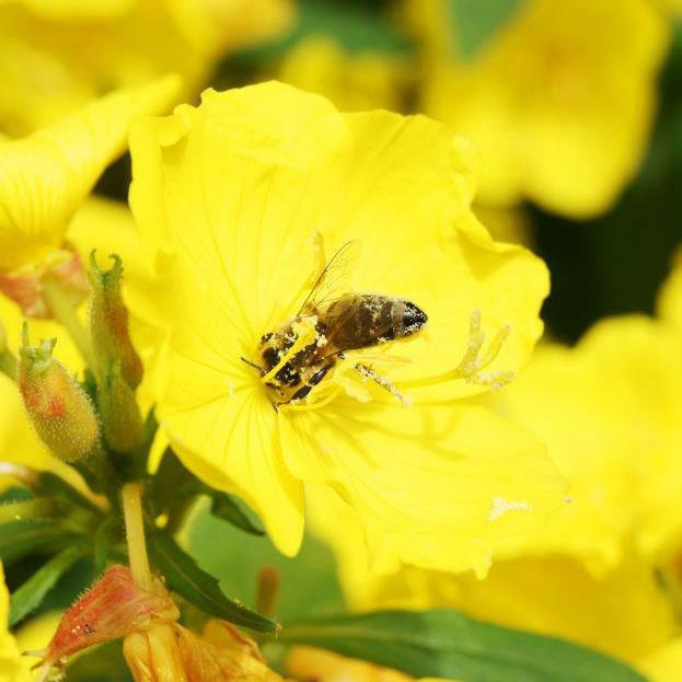 О́simdikter de estıdi