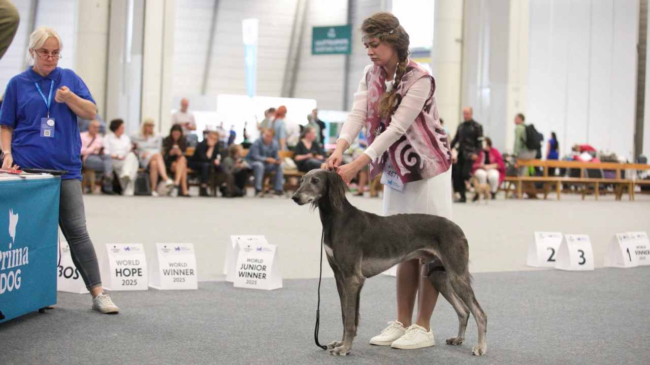 Qazaq tazylary Helsınkıdegi Dúnıejúzilik ıtter kórmesinde alǵash ret álemge tanystyryldy