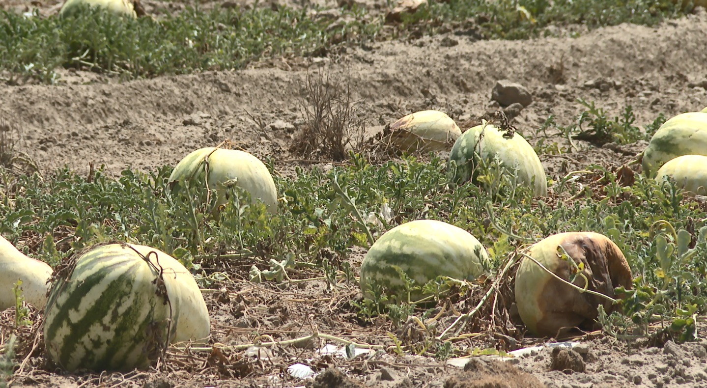 Sharýalardyń eńbegi esh ketkeni me?