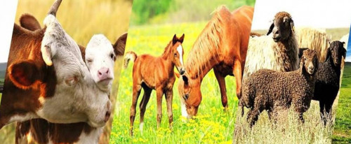 Qazaqstanda mal basy kóbeıgen