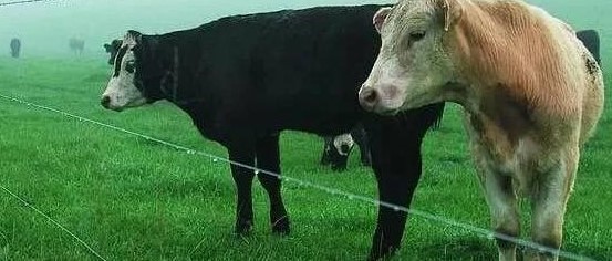 «Elektrbaqtashy» JKO-dan qorǵaıdy