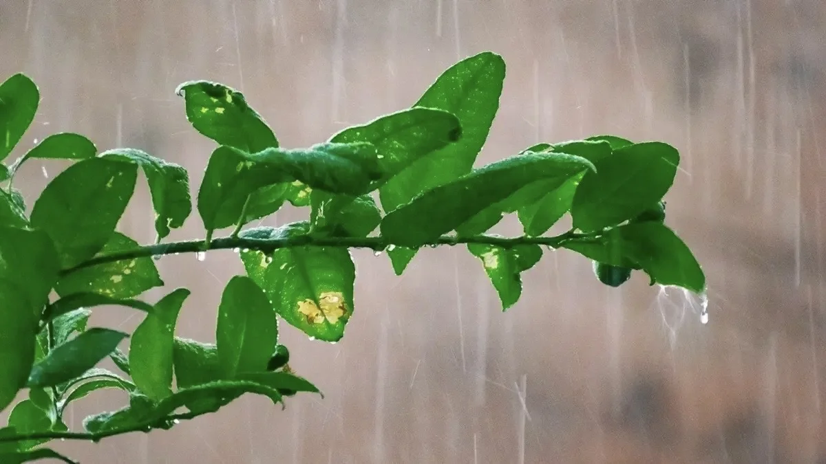 Elimizdiń basym bóliginde nóser jańbyr jaýyp, qatty jel turady