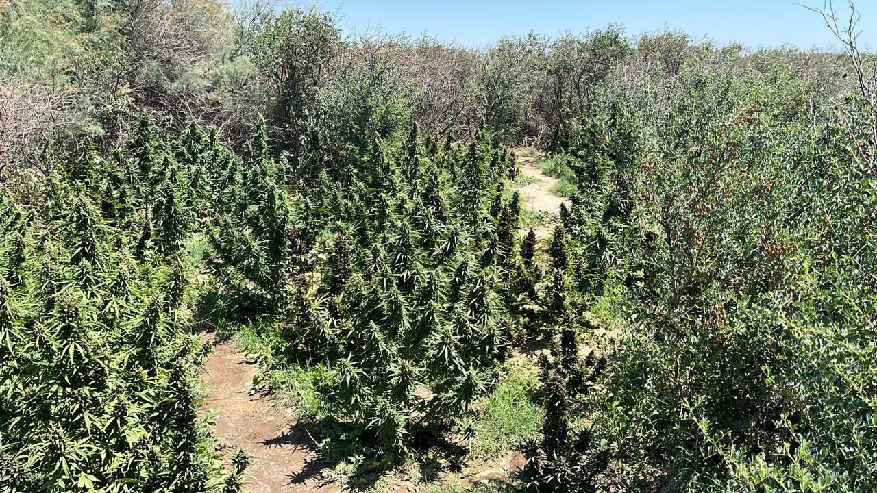 Qyzylordada zańsyz esirtki egistigi anyqtalyp, joıyldy