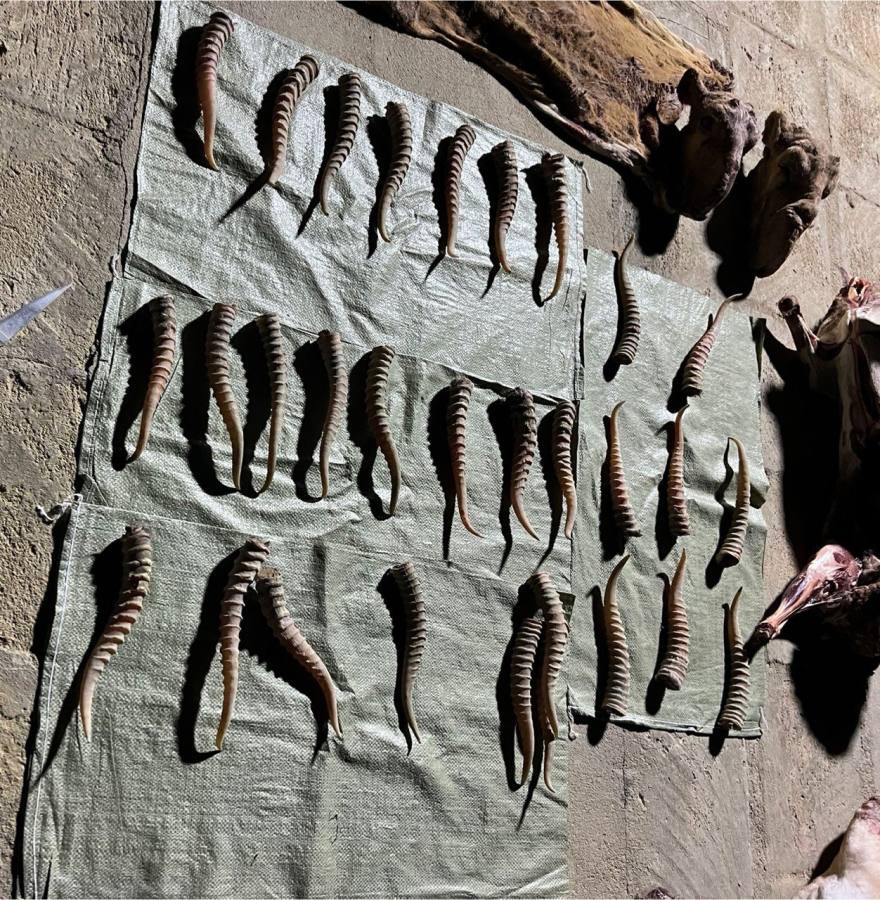 Mańǵystaý turǵynynyń aýlasynan zańsyz atylǵan kıikter qoımasy tabyldy