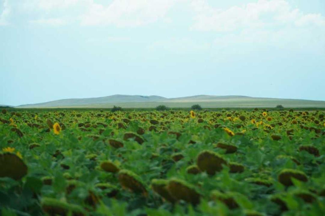 Egis alqaptaryn ártaraptandyrý qarqyny kúsheıdi