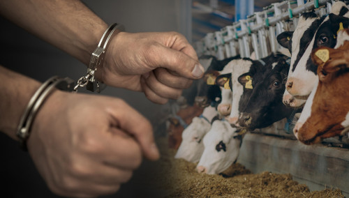 Mal urlaǵan top ustaldy