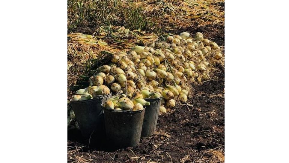 Elimizde 3,1 mln tonna astyq bastyryldy