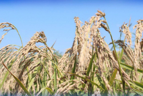 Elimizde kúrishtiń jańa sorty shyǵaryldy