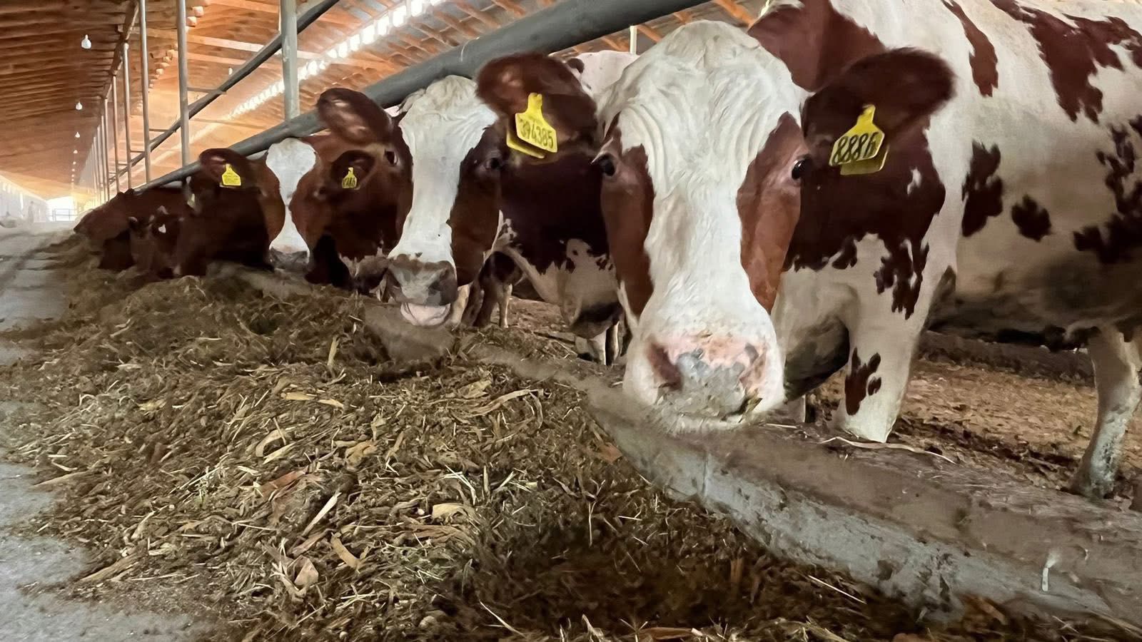 Túlkibastaǵy «Dar Arganık» qojalyǵy táýligine 2,5 tonna sút óndiredi