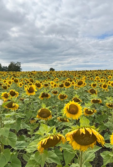 Oraq naýqanyna saqadaı saı