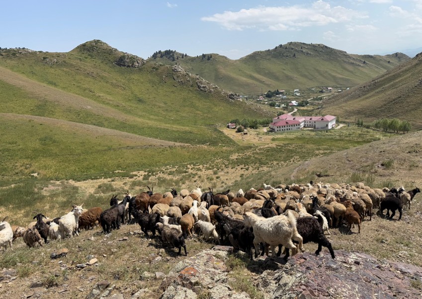 Mal azyǵy mazalap tur