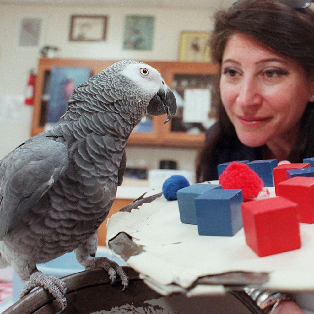 Suraq qoıǵan totyqus