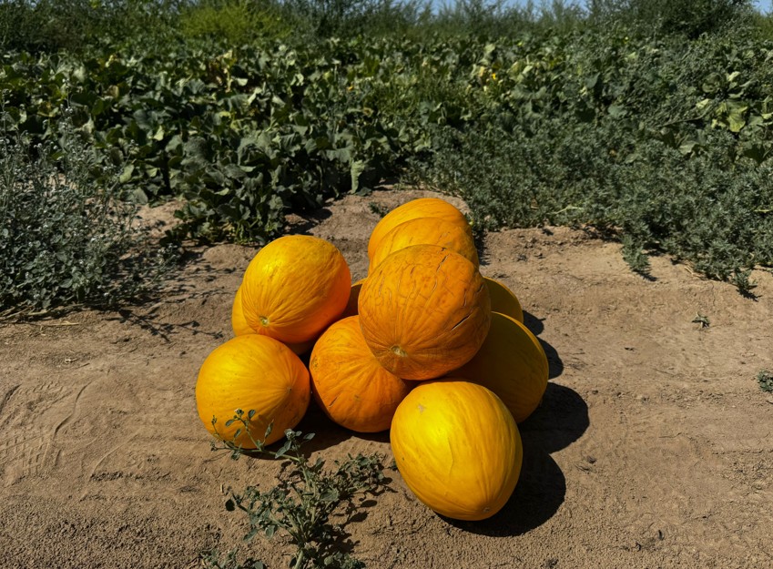 Sheńgeldiniń qaýyny-aı!