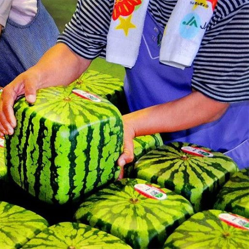 Tórtburyshty qarbyz