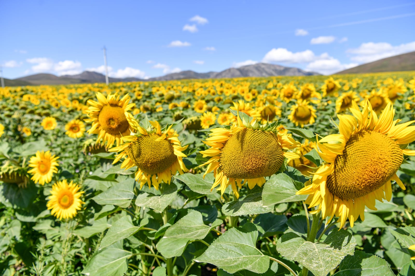 Abaı oblysynda egin salasyn qarjylandyrý kólemi artty