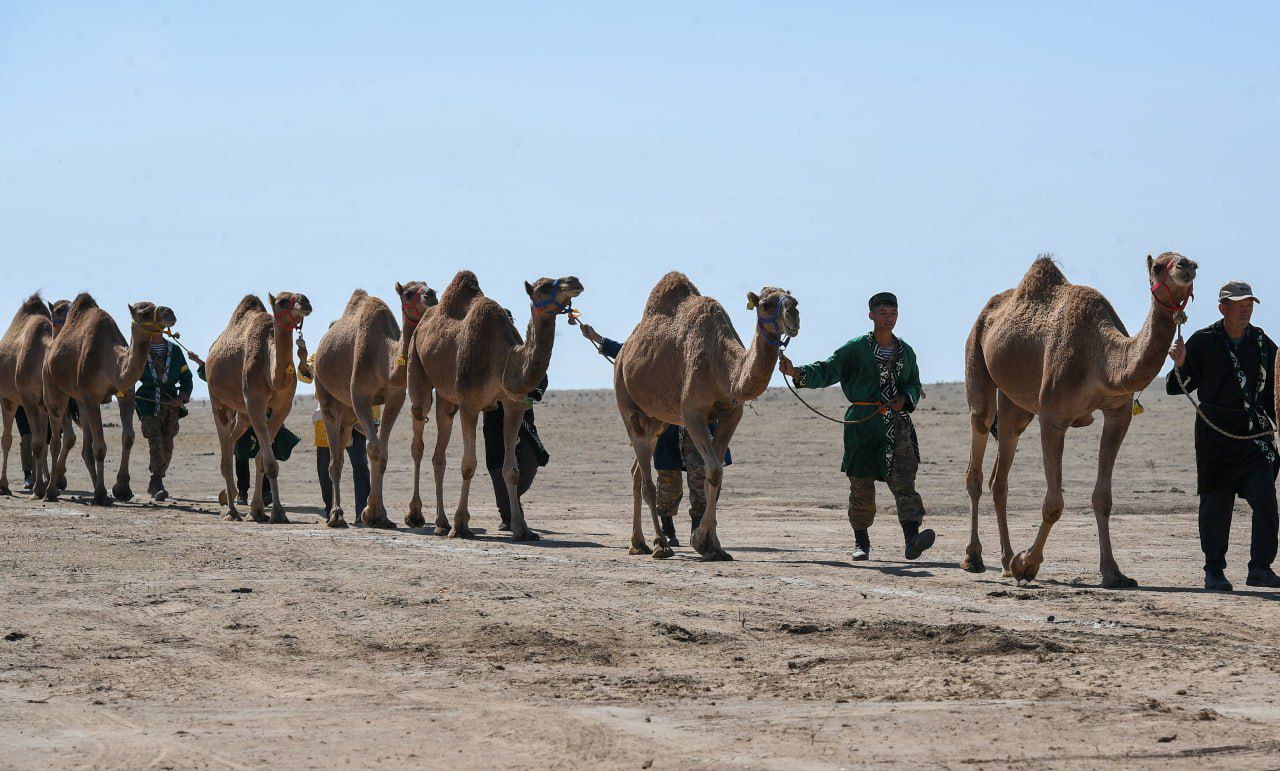 Álemdegi eń úlken túıe kerýeni Almaty oblysynda ótti